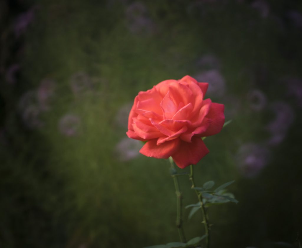 Gartenrose, fotografiert mit einem Spiegelobjektiv