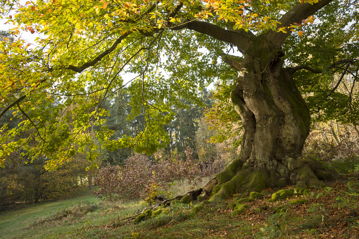 Knorrige Buche, Wuchsform durch Verbiss entstanden