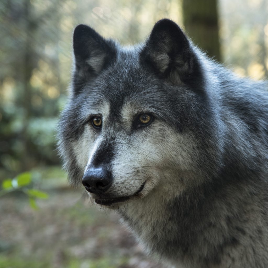 Kopfportrait eines Wolfs im Wildtierpark Edersee