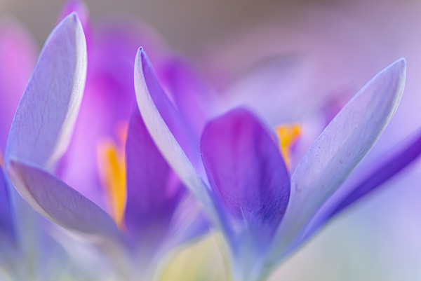 Krokusse am Liederbach, Frankfurt