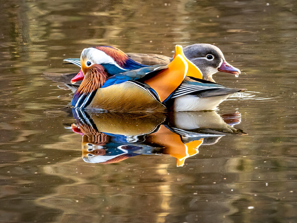 Mandarinentenpaar auf dem Wasser