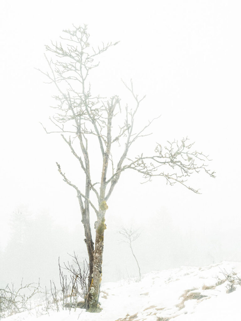 Baum im Nebel auf dem kleinen Feldberg im Taunus, es liegt Schnee