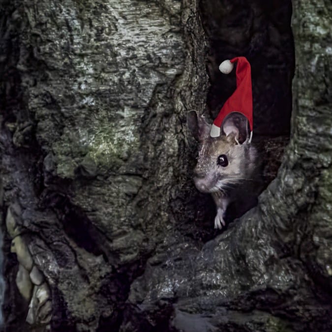 Maus mit einer Weihnachtsmütze, die aus einer Baumhöhle schaut.