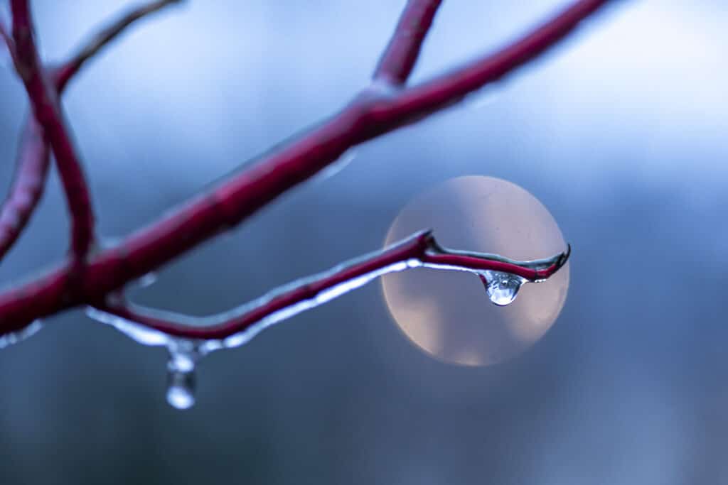 Gefrorene Tropfen an einem Hartriegelzweig, warmtoniger Bokehkreis im Hintergrund