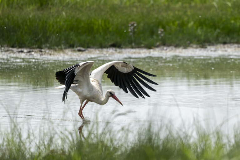 Weißstorch mit ausgebreiteten Flügeln bei der Jagd