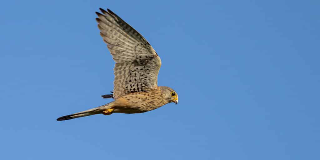 Turmfalke im Flug vor einem strahlend blauen Himmel fotografiert in der Schwanheimer Düne