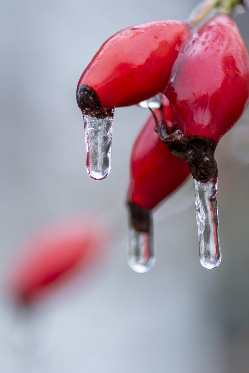 Hagebutten mit zu Zapfen gefrorenen Wassertropfen