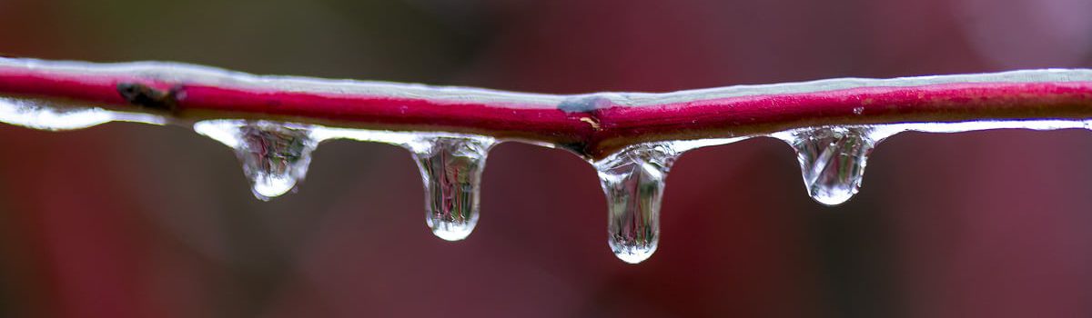 gefrorene Tropfen am roten Hartriegel